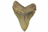 Huge, Fossil Megalodon Tooth - North Carolina #298780-2